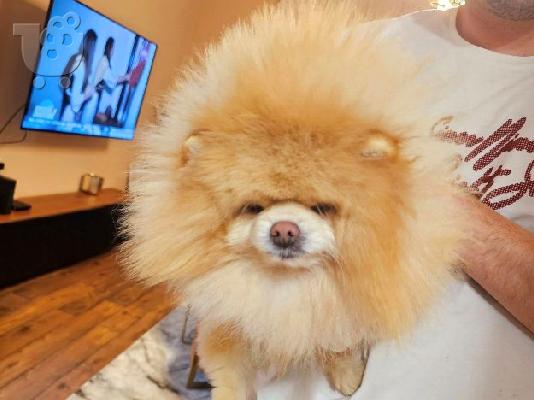 Τέλειο θηλυκό Pomeranian